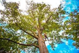 Best Tree Removal  in Alcoa, TN