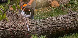 Best Tree Health Inspection  in Alcoa, TN