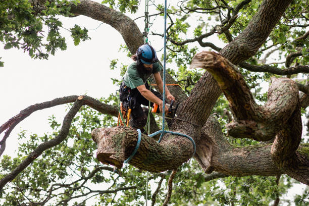 Best Tree Risk Assessment  in Alcoa, TN