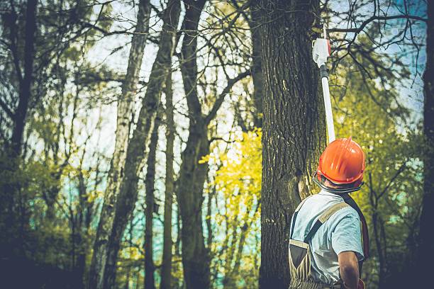 Best Tree Trimming and Pruning  in Alcoa, TN